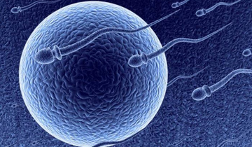 Фото: Секреторная азооспермия